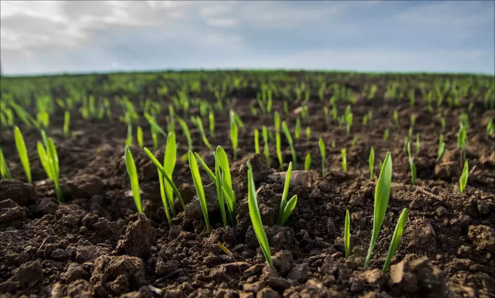 Sowing grain in Russia in 2022